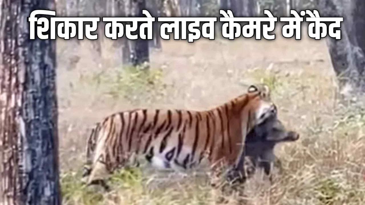 बाघिन को शिकार करता देख पर्यटक के रोंगटे हुए खड़े ड्राइवर को कहा जिप्सी आगे ले ना भाई ! 