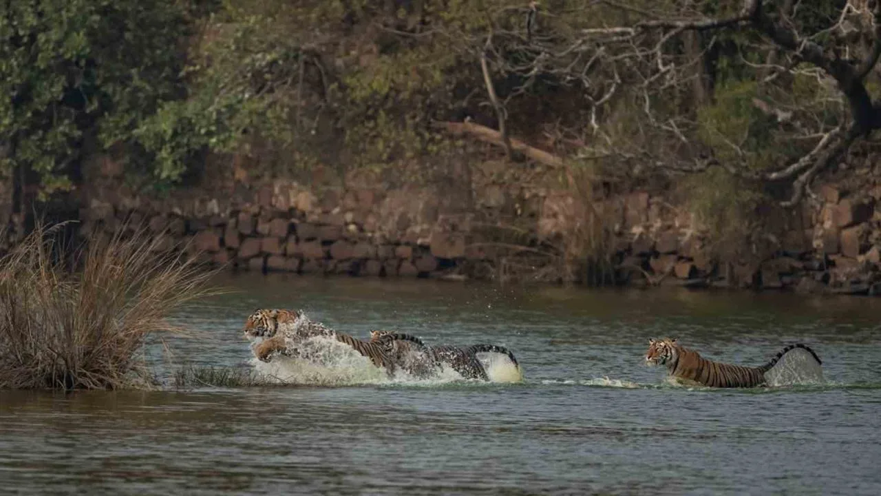 Ranrhambhore में बाघिन Riddhi अपने कब्स के साथ Rajbagh Lake पार करती हुई आई नजर