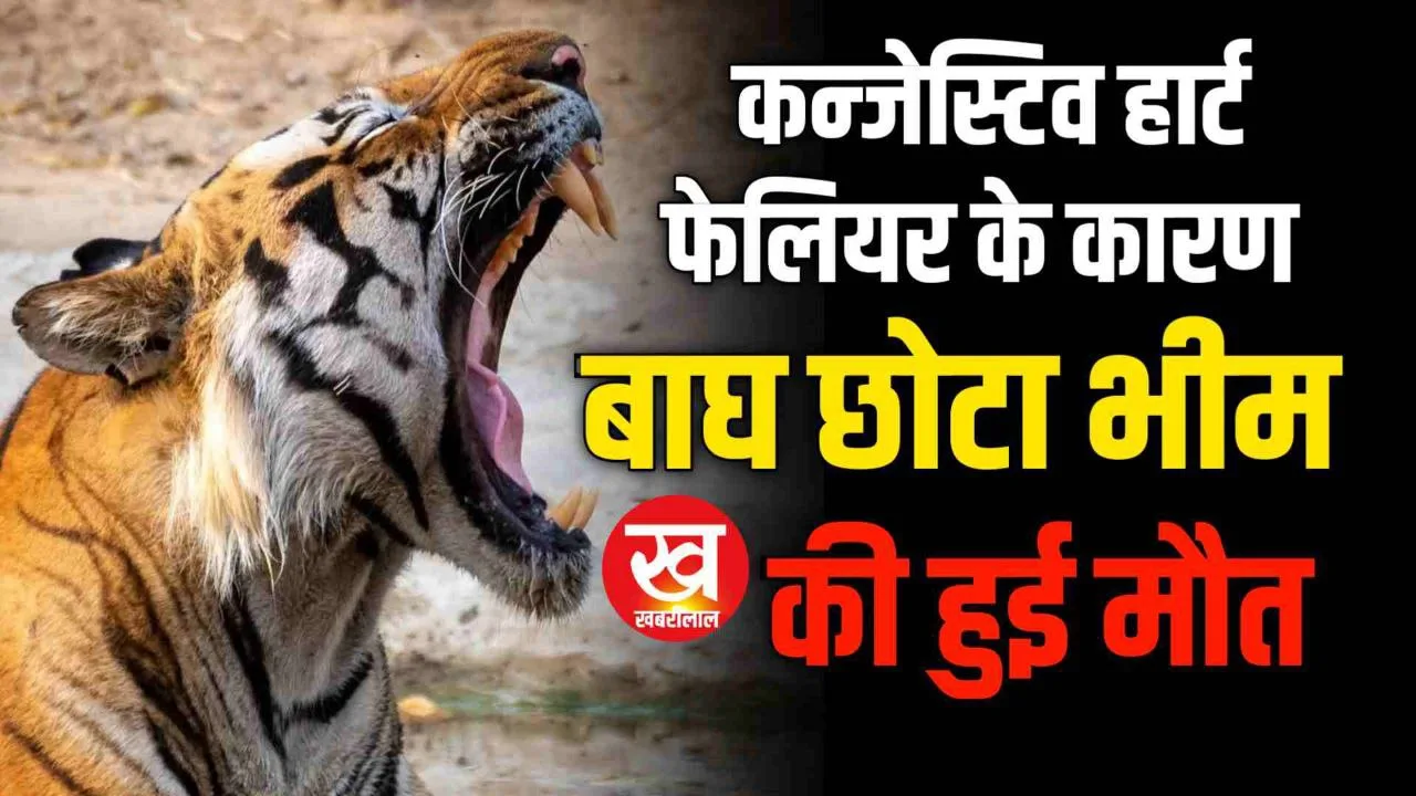 Bandhavgarh के Tiger छोटा भीम की भोपाल में कन्जेस्टिव हार्ट फेलियर के कारण हुई मौत
