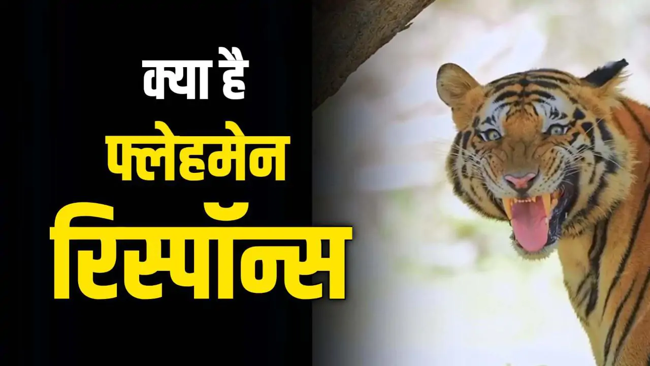 Bandhavgarh में बाघिन तारा का बेटा “फ्लेहमेन रिस्पॉन्स” करता हुआ कैमरे में हो गया कैद