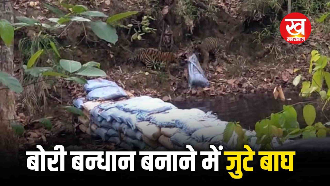 कलेक्टर साब के आदेश का असर बाँधवगढ़ के बाघ भी जुटे बोरी बन्धान में देखिए Viral Vedio