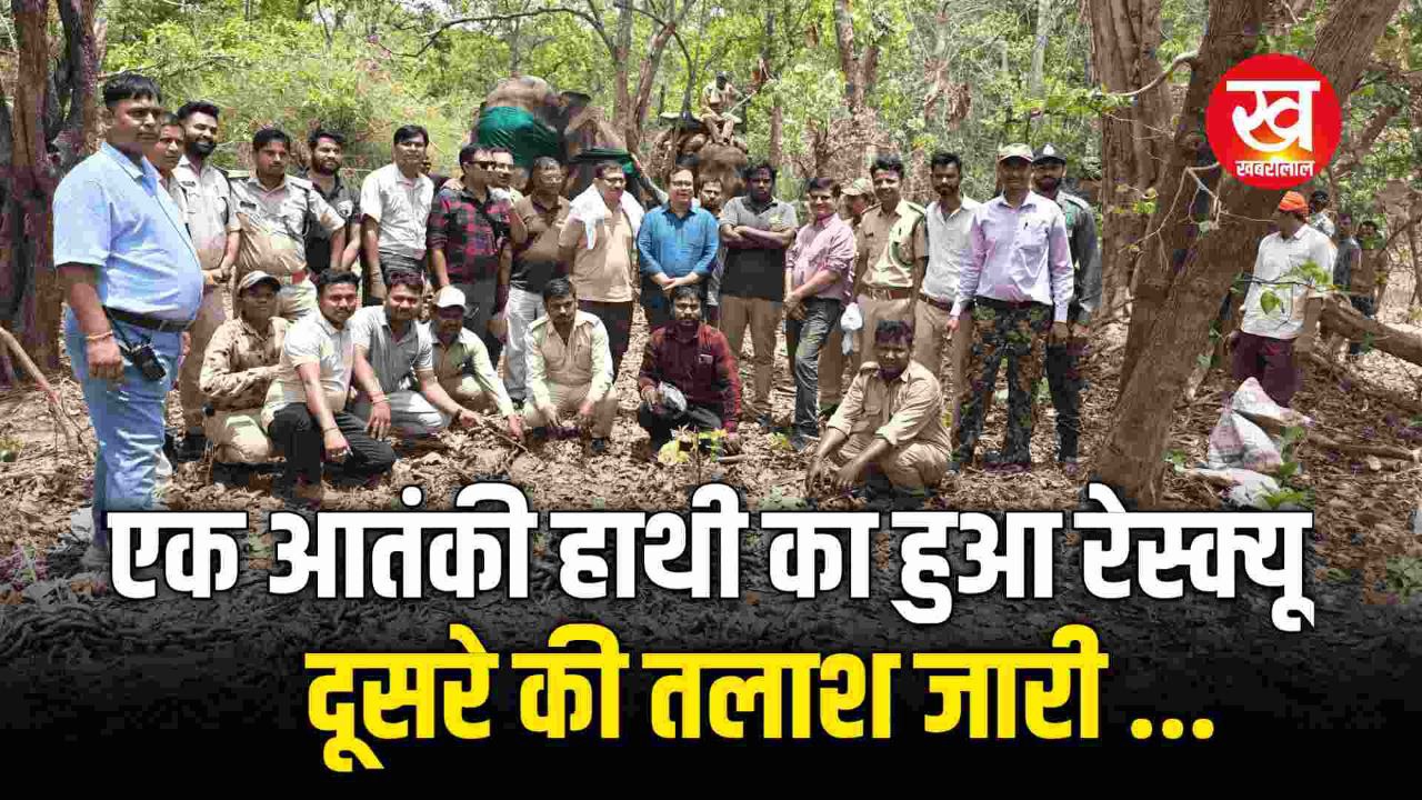 संजय टाईगर रिज़र्व में हुआ एक नर हाथी का रेस्क्यू लाया जा रहा है बांधवगढ