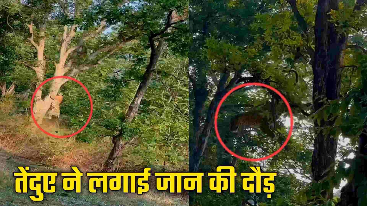 बाघ के डर से कांपा तेंदुआ पेड़ पर चढ़ा…लेकिन जो हुआ उसे देख खड़े हो जाएंगे रोंगटे 