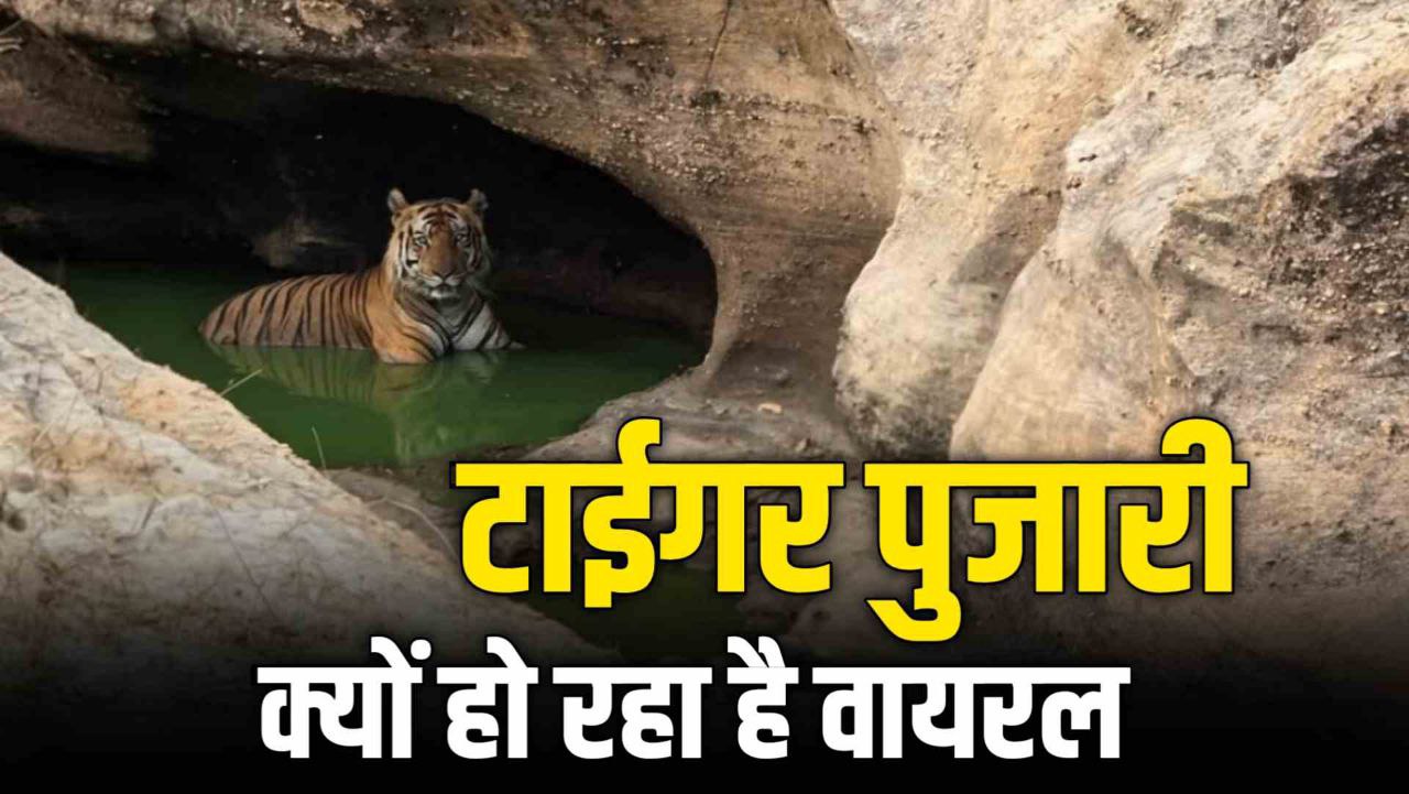 वाटर होल में Bandhavgarh का Tiger Pujari आराम फरमाता हुआ आया नजर
