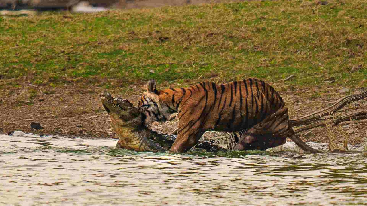 Video Viral : Ranthambhore में Crocodile का बाघ ने किया शिकार पर्यटकों के कैमरे में कैद हुआ हैरान कर देने वाला नज़ारा