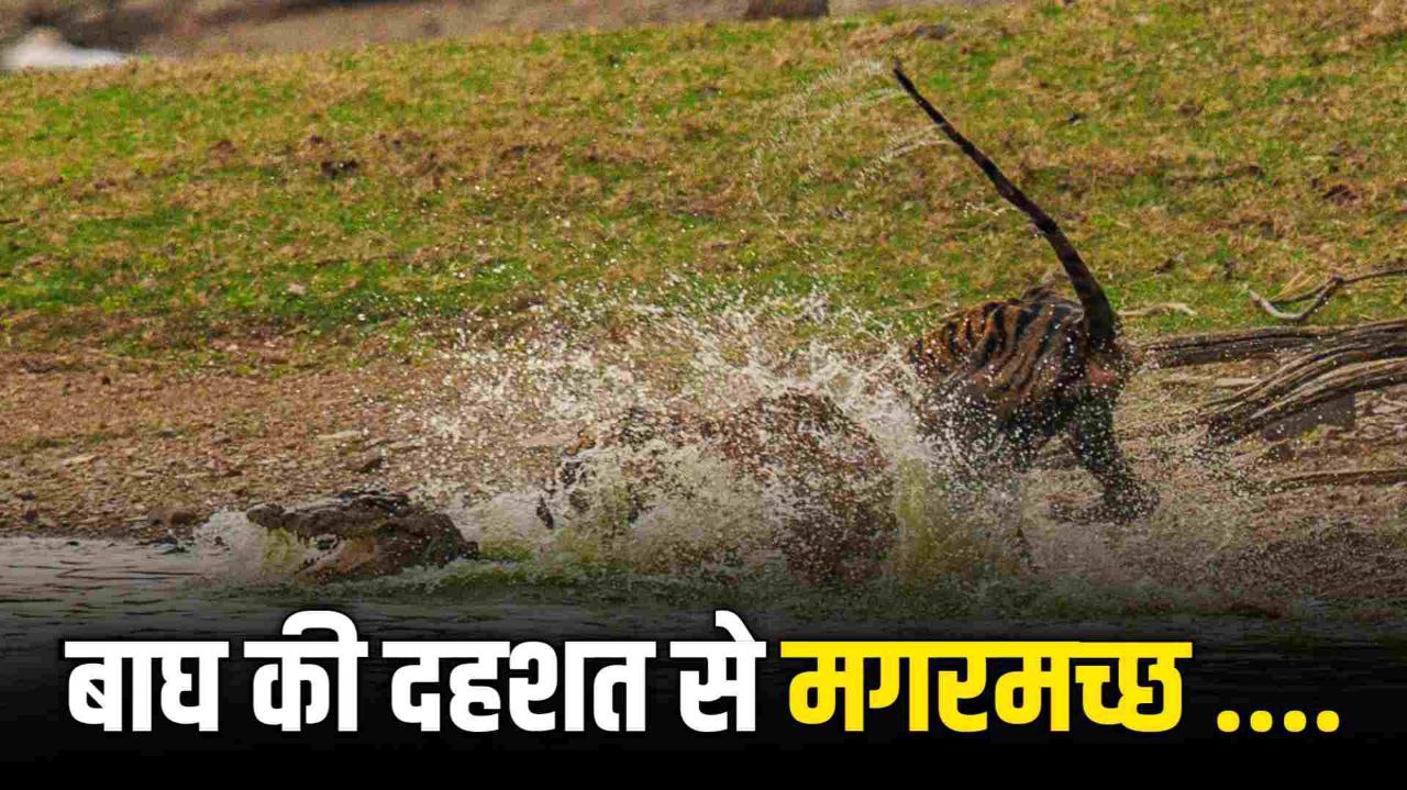 Video Viral : Ranthambhore में Crocodile का बाघ ने किया शिकार पर्यटकों के कैमरे में कैद हुआ हैरान कर देने वाला नज़ारा