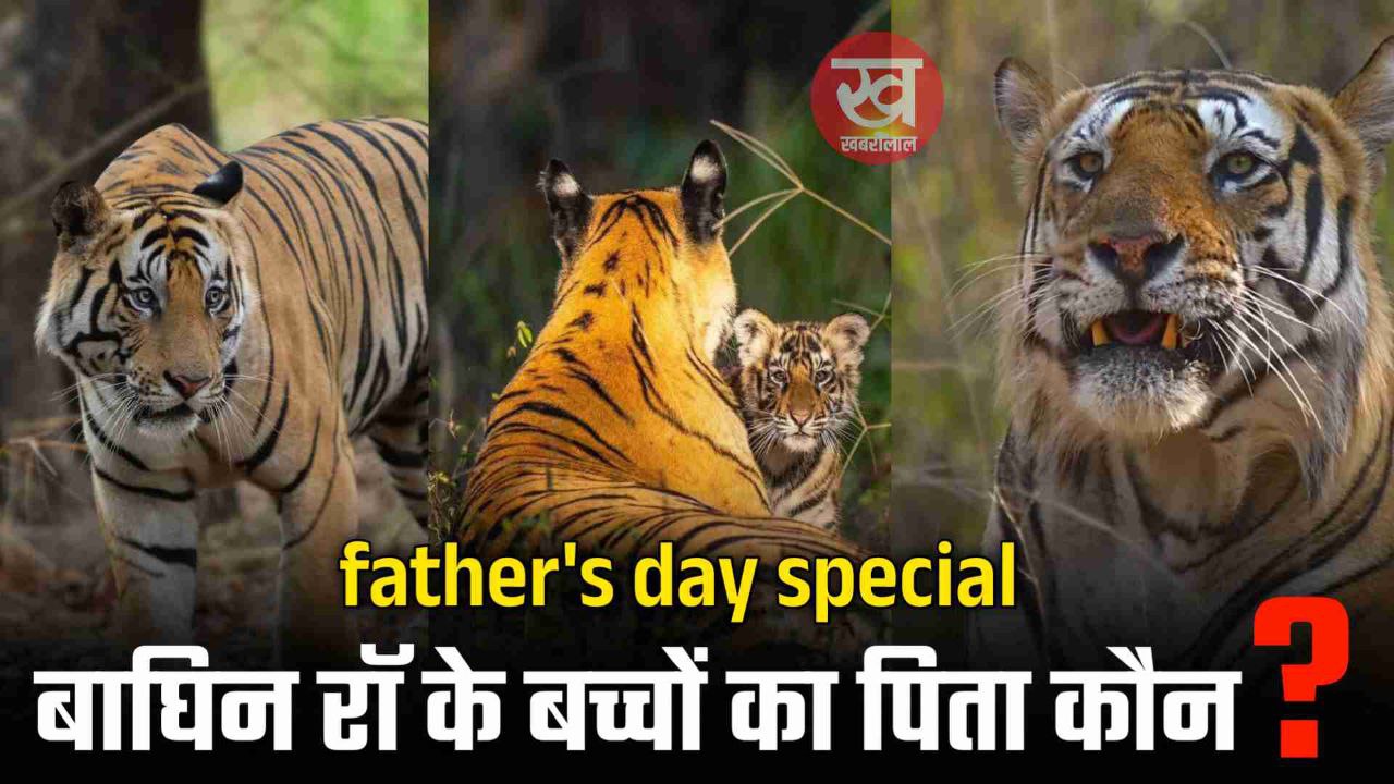 Bandhavgarh : Tiger DM नही है Raw Female के बच्चों का बाप फिर भी क्यों कर रहा है उनकी रखवाली