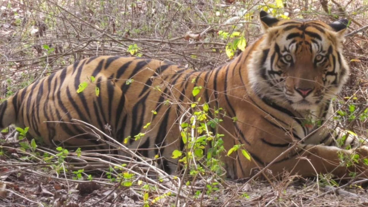 Bandhavgarh : Tiger DM नही है Raw Female के बच्चों का बाप फिर भी क्यों कर रहा है उनकी रखवाली