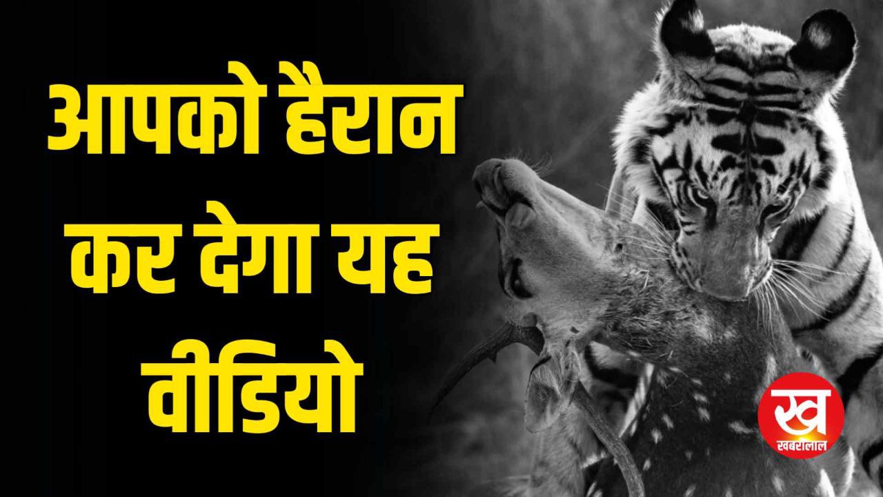 प्यास बुझाने आया चीतल हो गया बाघ का शिकार Bandipur Tiger Reserve से आया यह हैरान कर देने वाला वीडियो 
