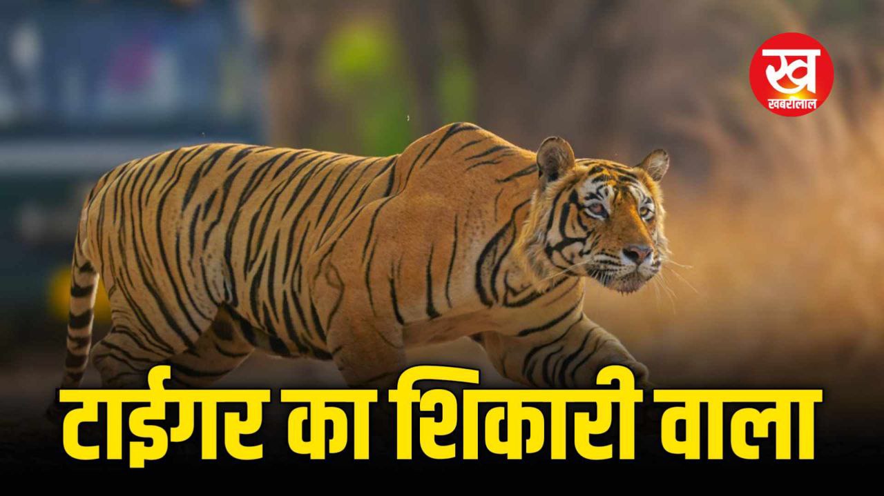 Ranthambore Tiger Reserve में Sambar Deer का शिकार करता हुआ Tiger T120 हुआ कैमरे में कैद