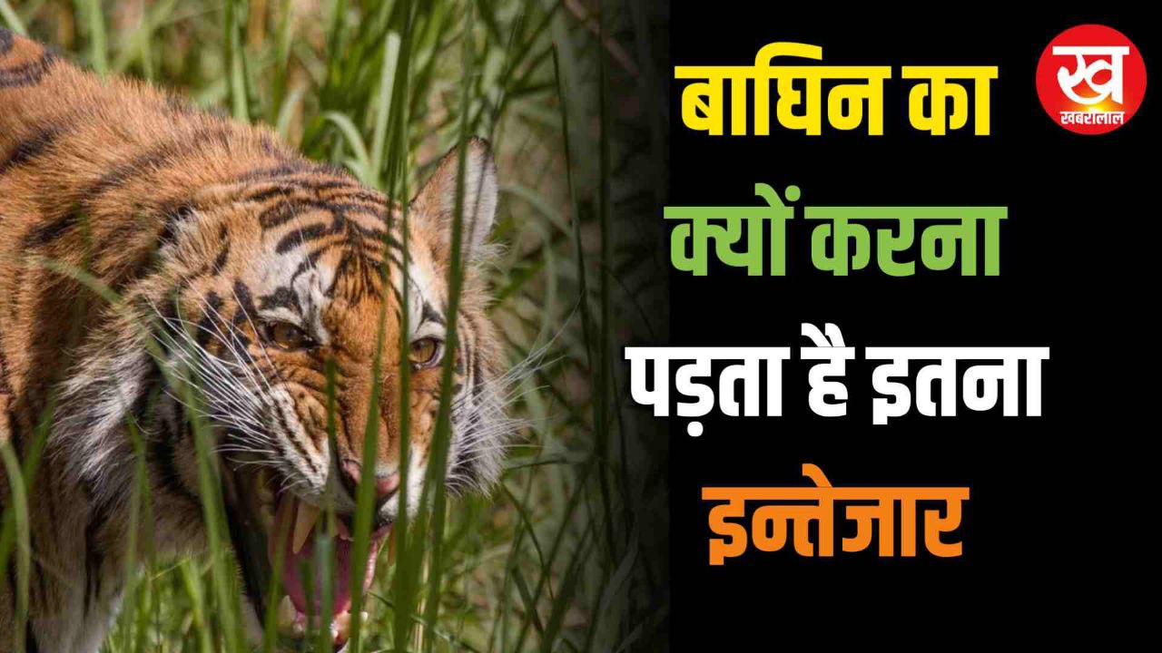 जानिए क्यों Dudhwa की सुपरमॉम Tigress "Beldanda" पर्यटकों को करवाती हैं घंटो इन्तेजार 