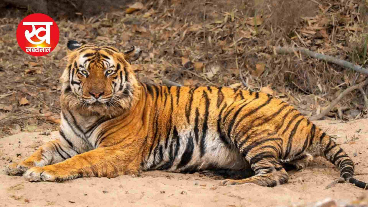 Bandhavgarh के इस बाघ का नाम कैसा पड़ा 'पुजारी' पढ़कर दांतों तले दबा लेंगे अगुलियां