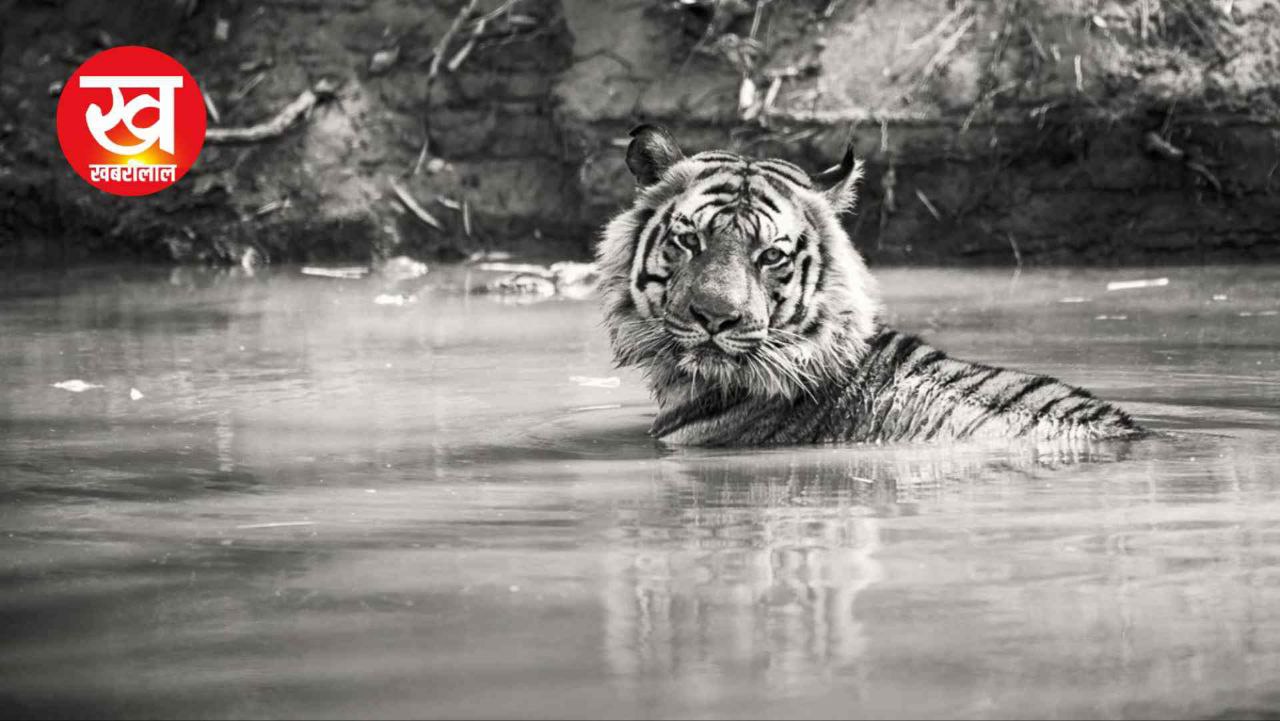 Bandhavgarh के इस बाघ का नाम कैसा पड़ा 'पुजारी' पढ़कर दांतों तले दबा लेंगे अगुलियां