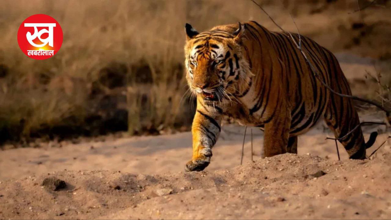 Bandhavgarh के इस बाघ का नाम कैसा पड़ा 'पुजारी' पढ़कर दांतों तले दबा लेंगे अगुलियां
