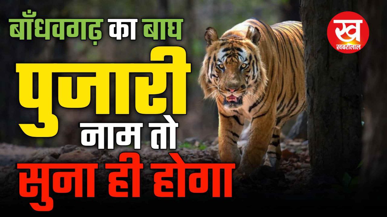 Bandhavgarh के इस बाघ का नाम कैसा पड़ा 'पुजारी' पढ़कर दांतों तले दबा लेंगे अगुलियां