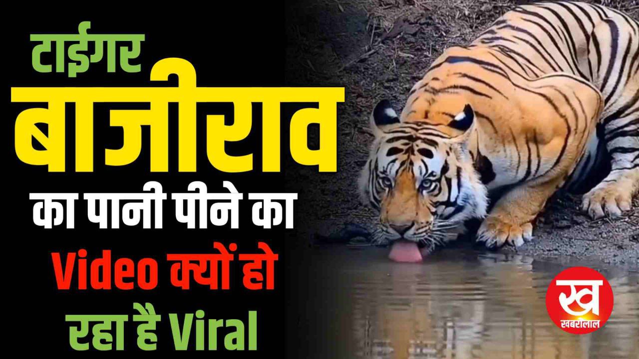Pench Tiger Reserve  के Tiger Bajirao का पानी पीने का Video क्यों हो रहा है Viral 