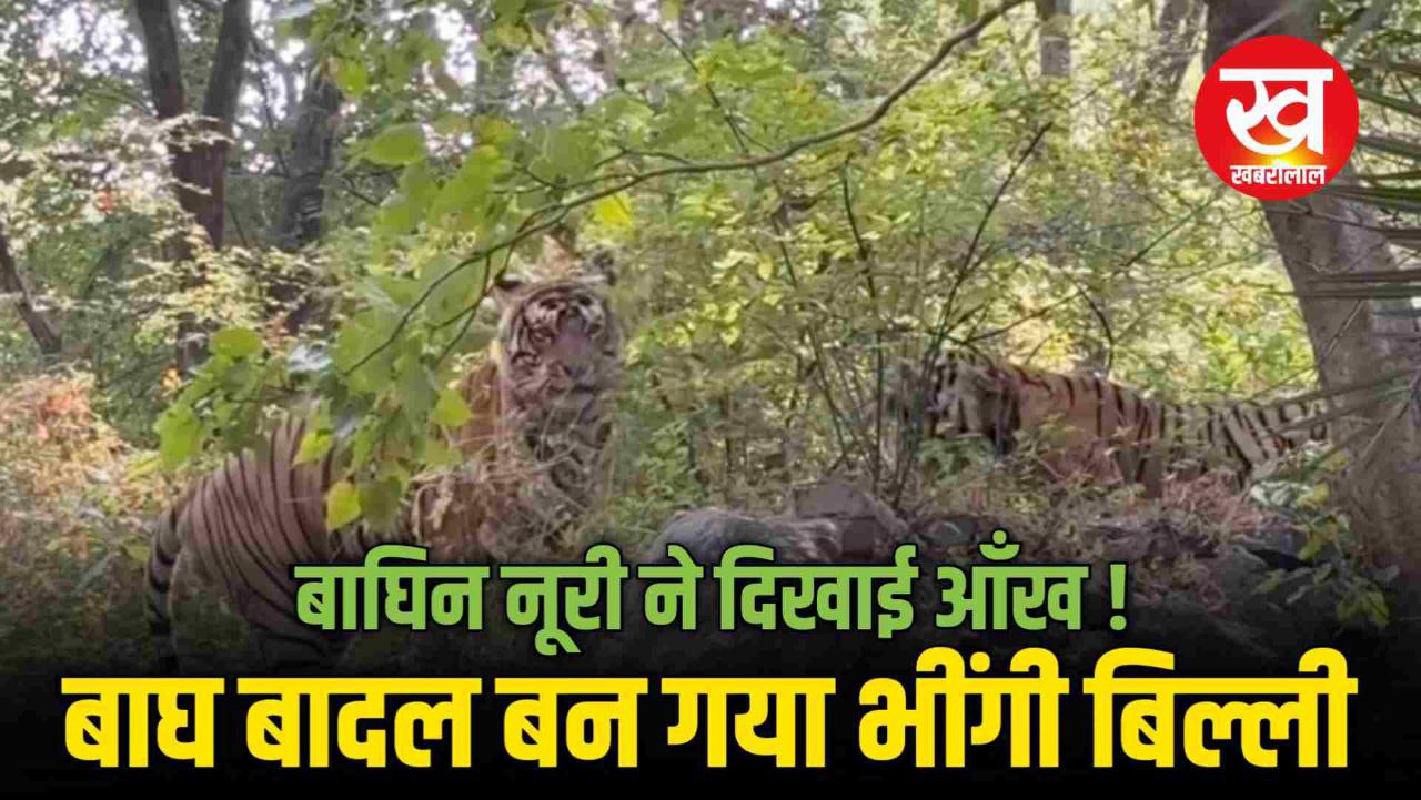 Ranthambore में Tiger बादल और Tigress नूरी के सामने क्यों बन गया भींगी बिल्ली 