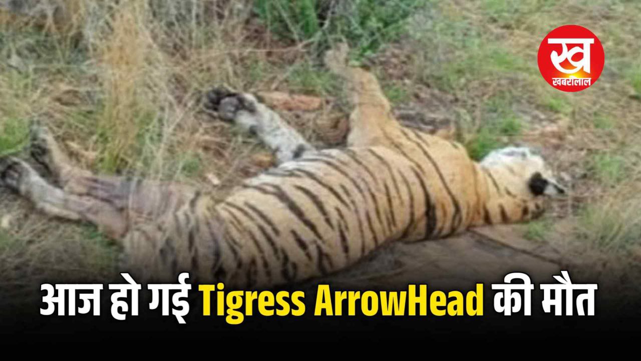 Ranthambore की Tigress Arrowhead ने कल किया था Crocodile का शिकार आज बेटी RBT 2507 के मुकुंदरा शिफ्ट होते ही हो गई मौत