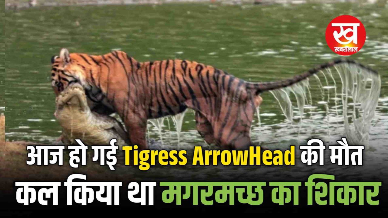 Ranthambore की Tigress Arrowhead ने कल किया था Crocodile का शिकार आज बेटी RBT 2507 के मुकुंदरा शिफ्ट होते ही हो गई मौत 