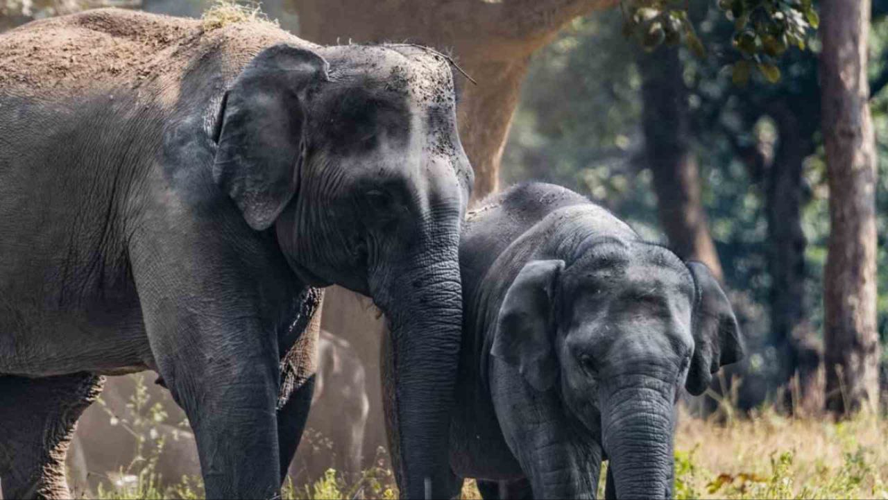 Bandhavgarh में 10 हाथियों की मौत से प्रशासन ने ली सीख अमरकंटक में हुई विभागों की समन्वय बैठक