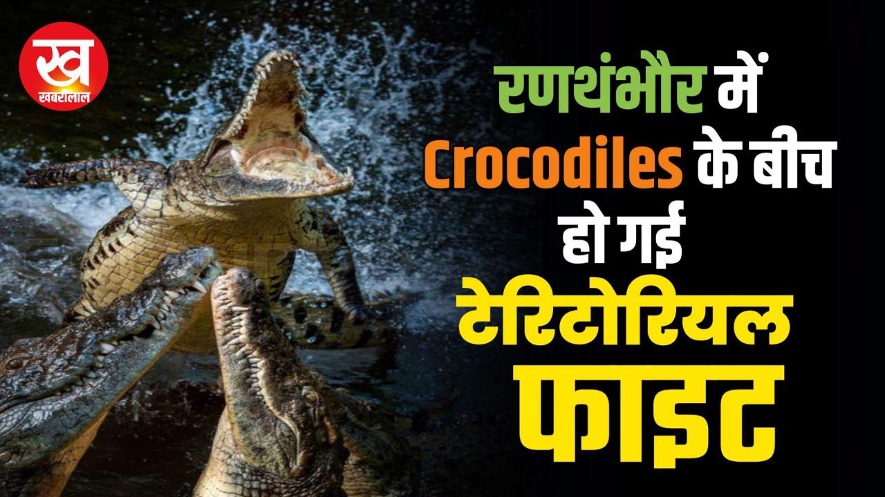 जब Ranthambore में 2 Crocodile के बीच हो गई Territorial fight Scial Media में छिड़ गई ये बहस 