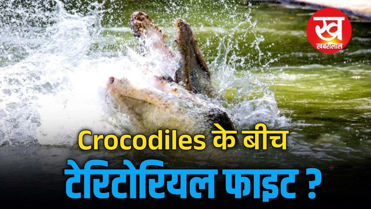 जब Ranthambore में 2 Crocodile के बीच हो गई Territorial fight Scial Media में छिड़ गई ये बहस