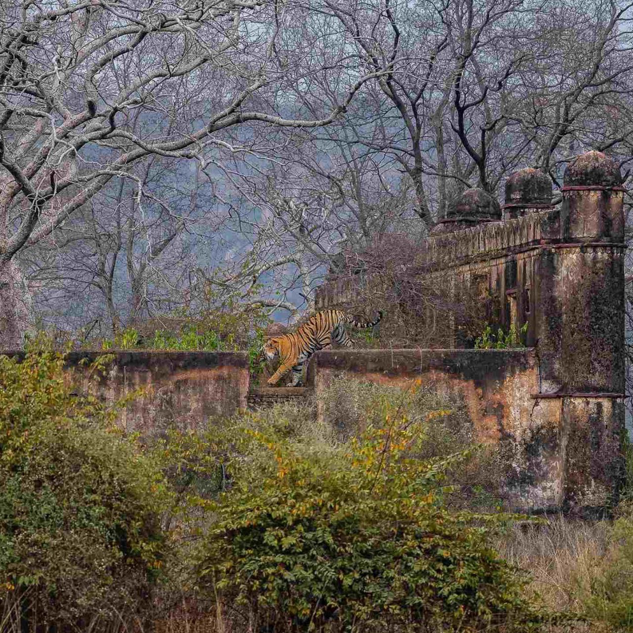 Ranthambore की मुगलकालीन मस्जिद पर Riddhi's sub-adult Male देखिए अद्भुत नज़ारा