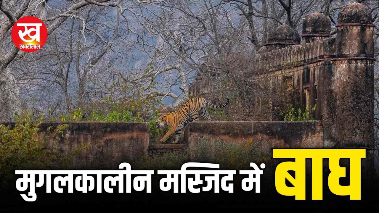 Ranthambore की मुगलकालीन मस्जिद पर Riddhi's sub-adult Male देखिए अद्भुत नज़ारा