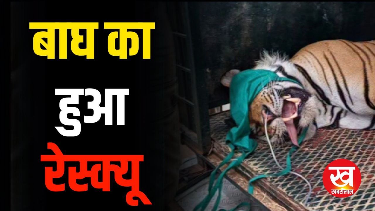 Tiger Rescue News : आनन-फानन में PCCF Wildlife की परमिशन से बाघ का करना पड़ गया रेस्क्यू