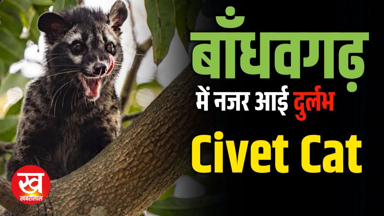 Video : जिसकी पॉटी से बनती है दुनिया की सबसे महँगी काफी Bandhavgarh में नजर आई दुर्लभ Civet Cat 