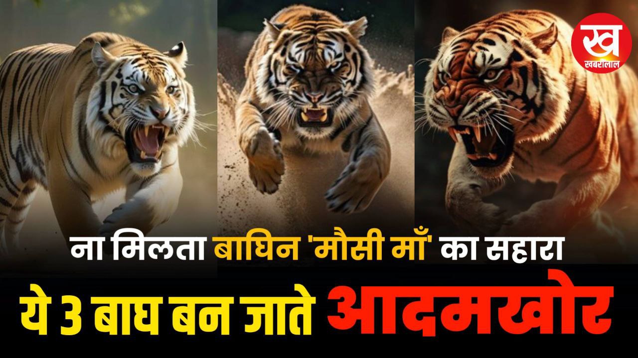 Tigress ‘Mausi Maa’ ना देती सहारा तो Sanjay Dubari के ये 3 बाघ बन जाते आदमखोर 