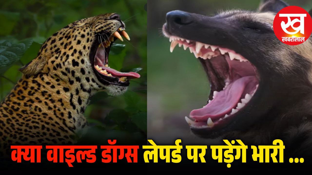 Viral Vedio देख हैरत में पड़ जाएगे आप कैसे Wild Dogs के डर से दुम दबाकर पेड़ पर चड़ा Leopard