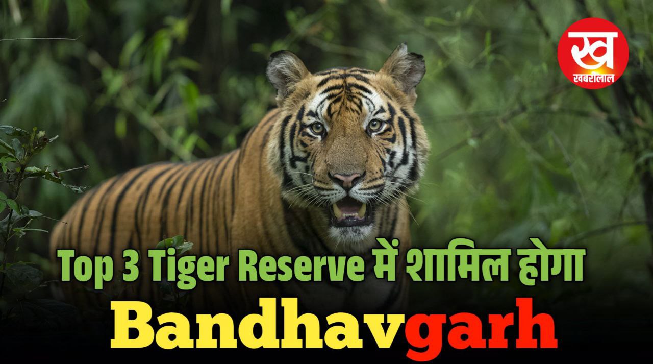 Bandhavgarh में 200 के आसपास Tiger... देश के Top 3 Tiger Reserve में शामिल होने की संभावना