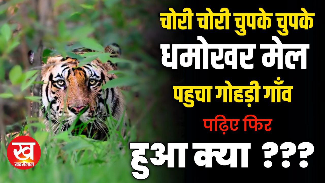 Bandhavgarh में ताला कोर की बाउन्ड्री कूदकर शिकार करने गोदड़ी गाँव पहुँच गया Tiger Dhaokhar Male