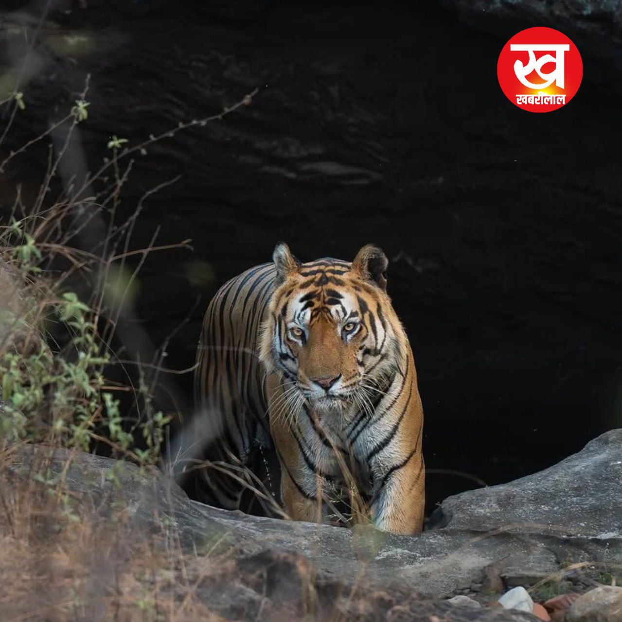 वनवास के दौरान Bandhavgarh की जिस रहस्यमयी गुफा में ठहरे थे राम आज उस पर है बाघों का कब्जा