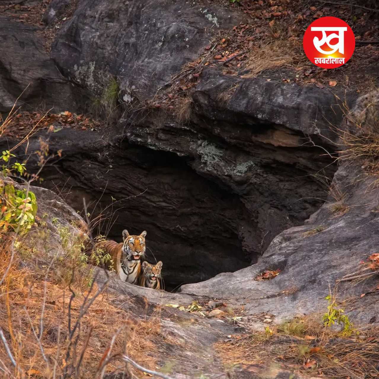 वनवास के दौरान Bandhavgarh की जिस रहस्यमयी गुफा में ठहरे थे राम आज उस पर है बाघों का कब्जा