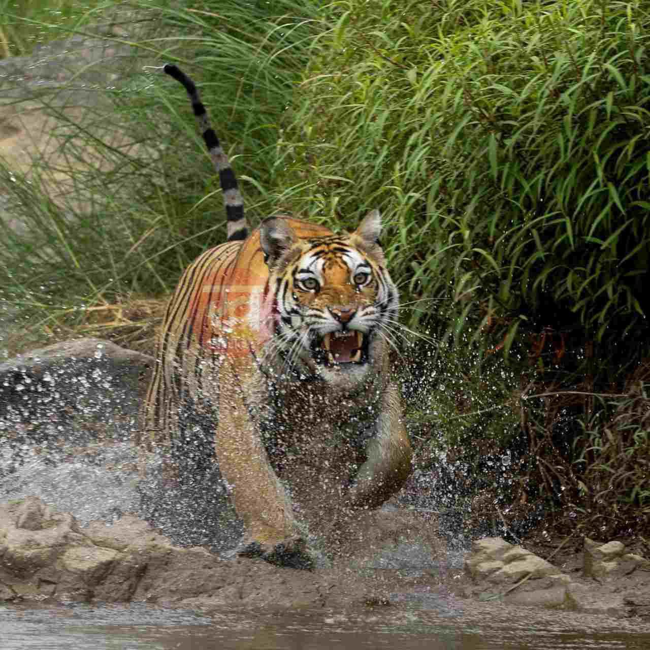 इस Tiger Safari में पर्यटकों को हुआ मौत का एहसास जब Tigress ने कर दिया Mock Charge..