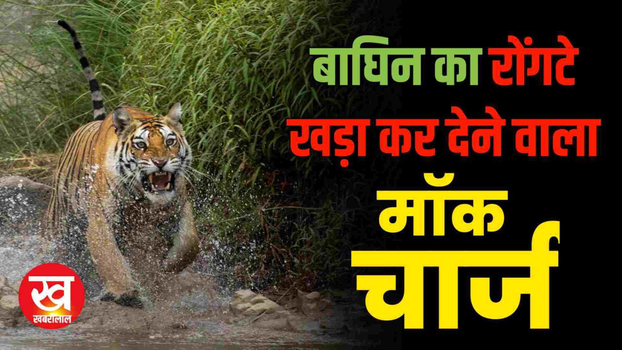 इस Tiger Safari में पर्यटकों को हुआ मौत का एहसास जब Tigress ने कर दिया Mock Charge..