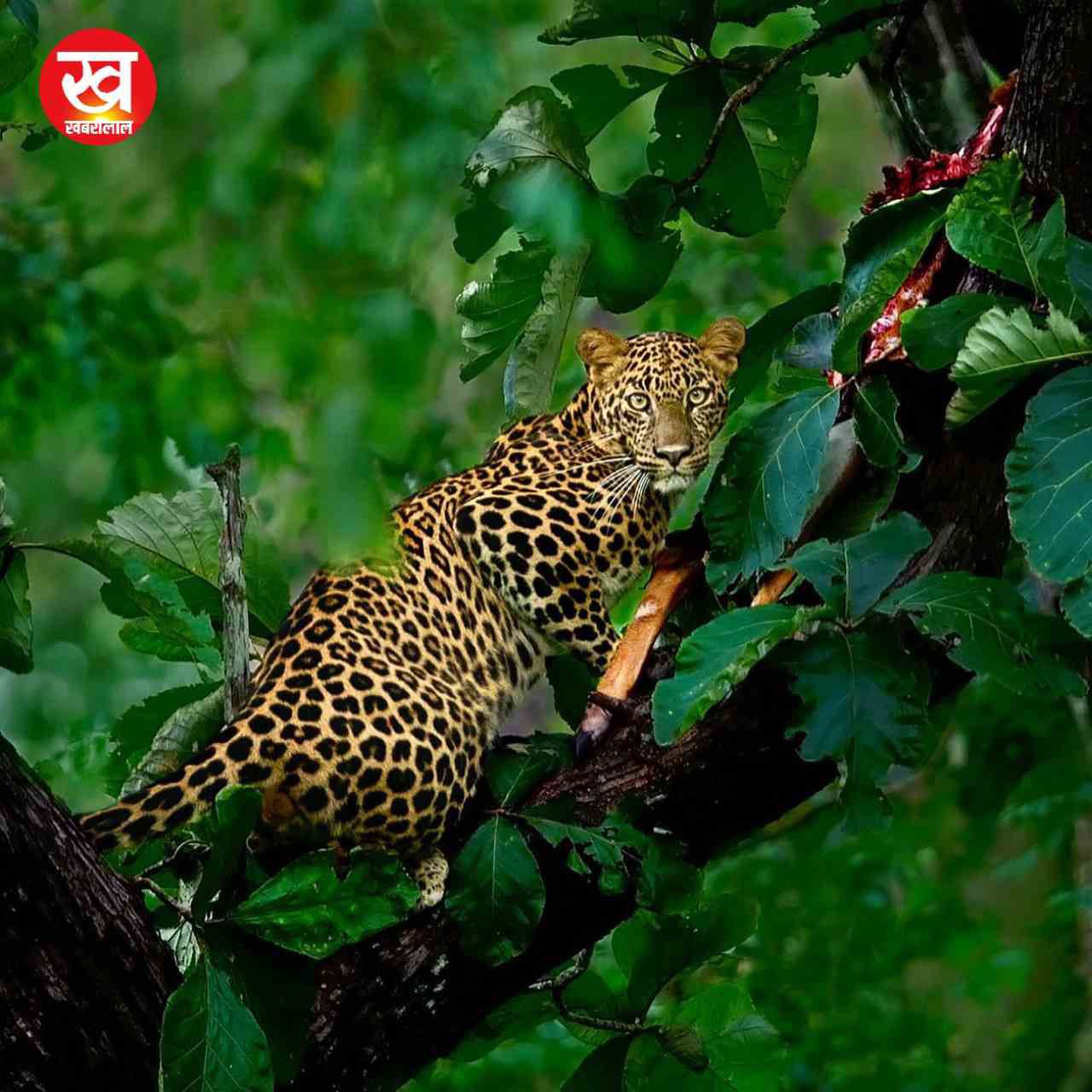 Kabini Tiger Reserve से मानसून सीजन की आई ये 06 मनमोहन तस्वीरें