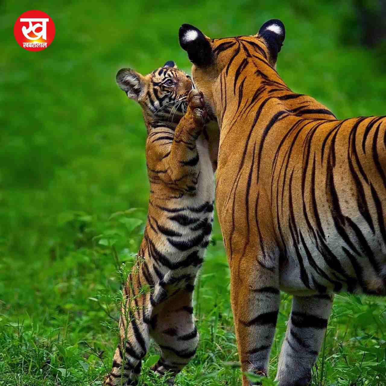 Kabini Tiger Reserve से मानसून सीजन की आई ये 06 मनमोहन तस्वीरें