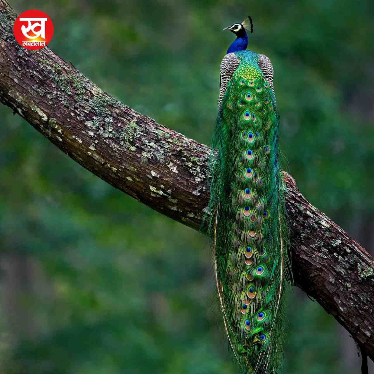 Kabini Tiger Reserve से मानसून सीजन की आई ये 06 मनमोहन तस्वीरें