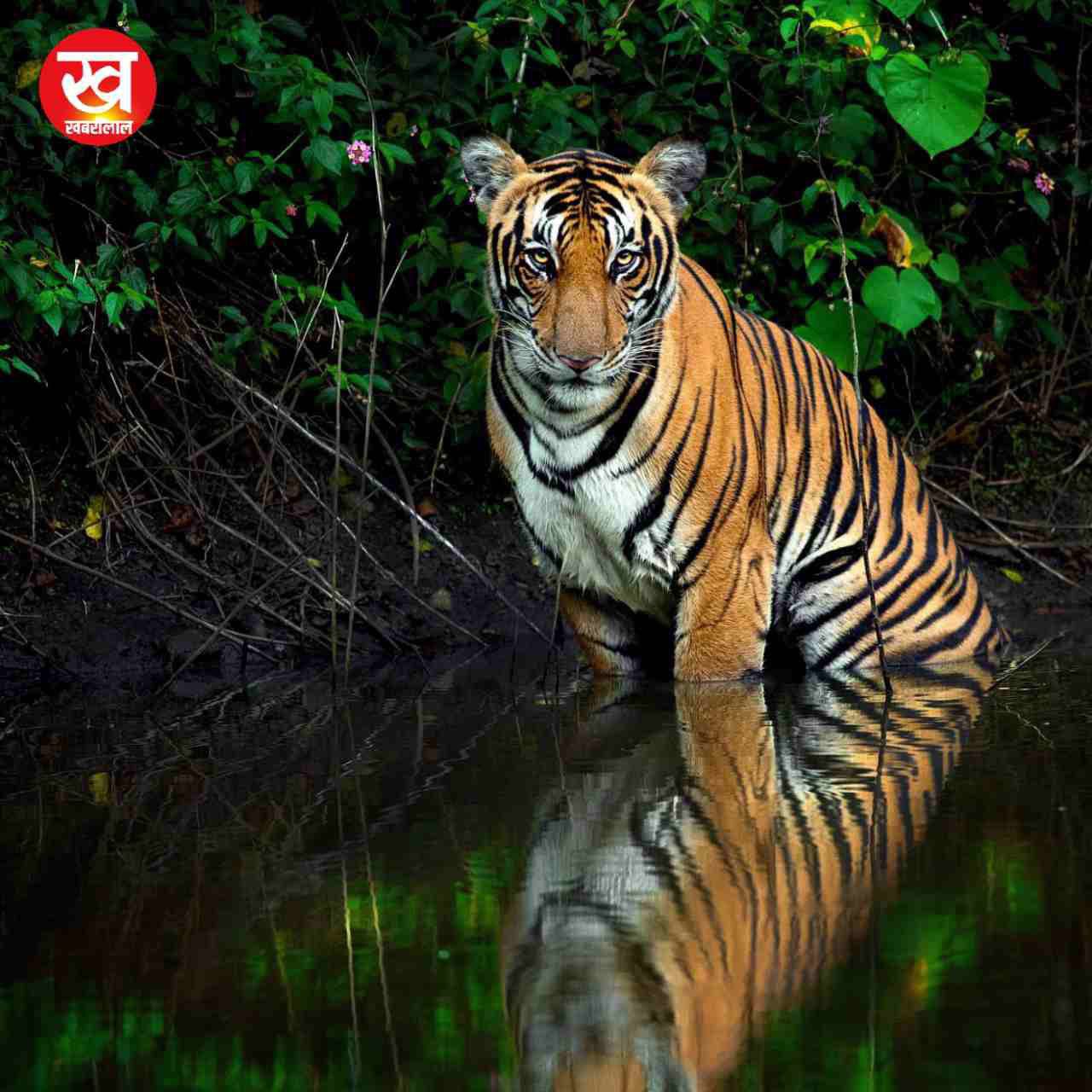 Kabini Tiger Reserve से मानसून सीजन की आई ये 06 मनमोहन तस्वीरें