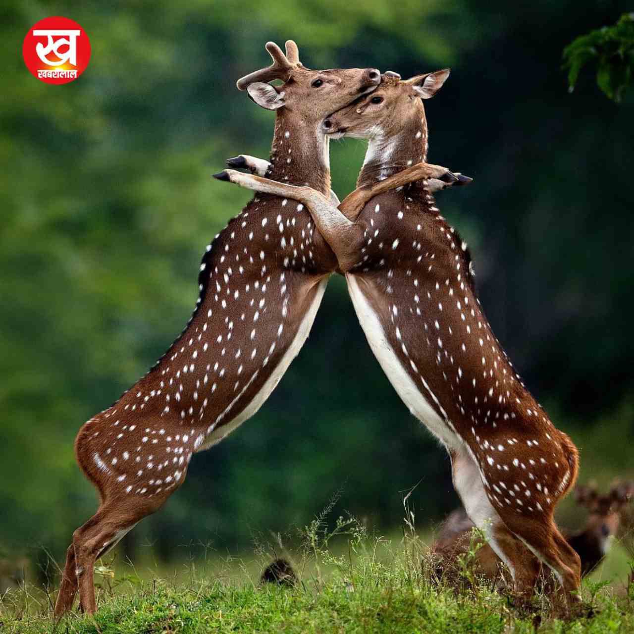 Kabini Tiger Reserve से मानसून सीजन की आई ये 06 मनमोहन तस्वीरें