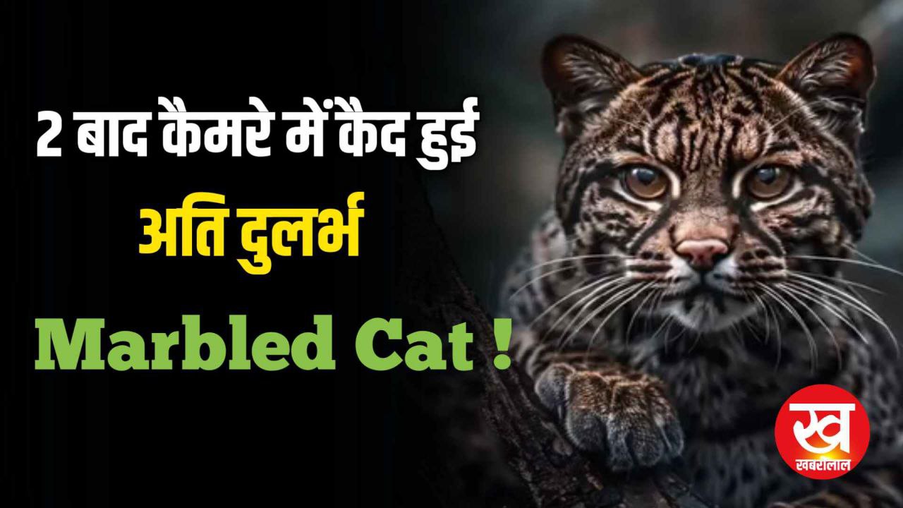 IUCN की Red List में शामिल Marbled Cat टूरिस्ट के कैमरे में हुई कैद 