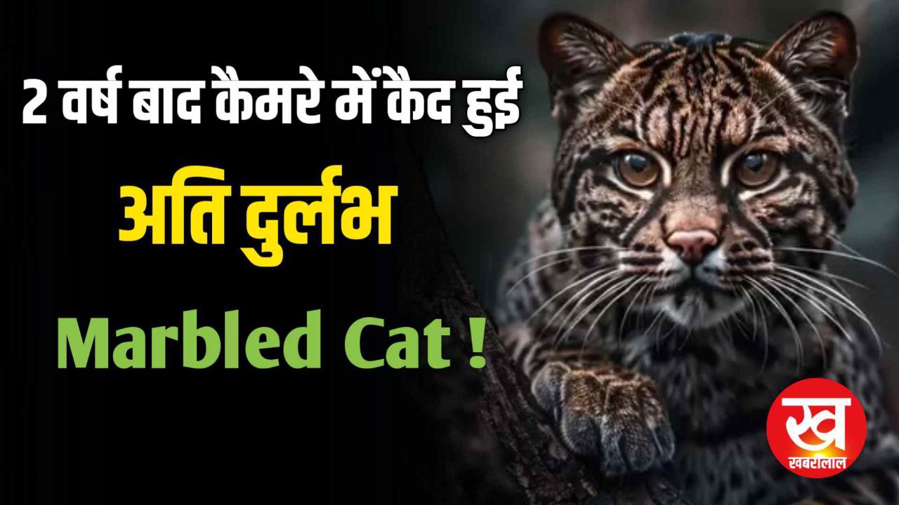 IUCN की Red List में शामिल Marbled Cat टूरिस्ट के कैमरे में हुई कैद 