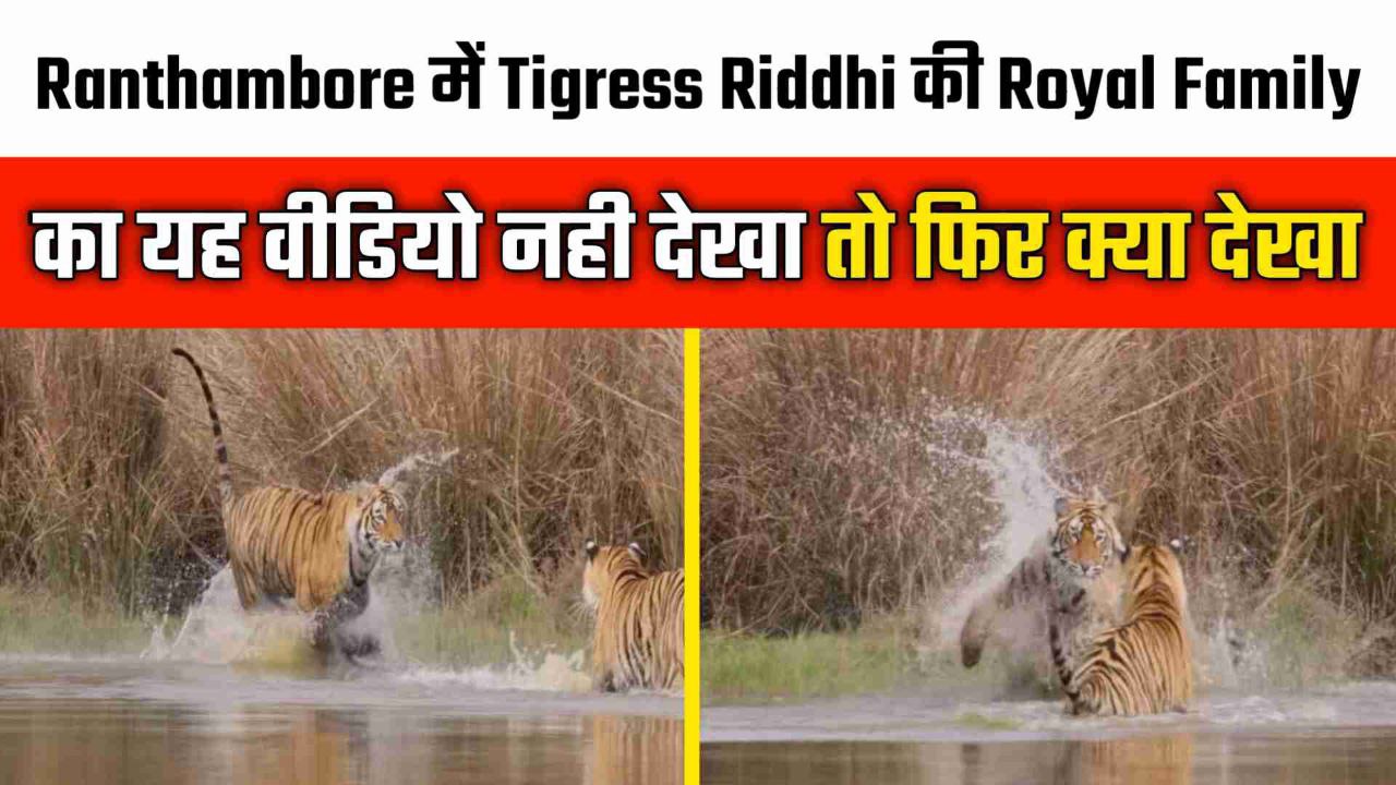 Ranthambore में Tigress Riddhi की रायल फॅमिली का ये वीडियो देखने से कही चूक तो नही गए आप ?