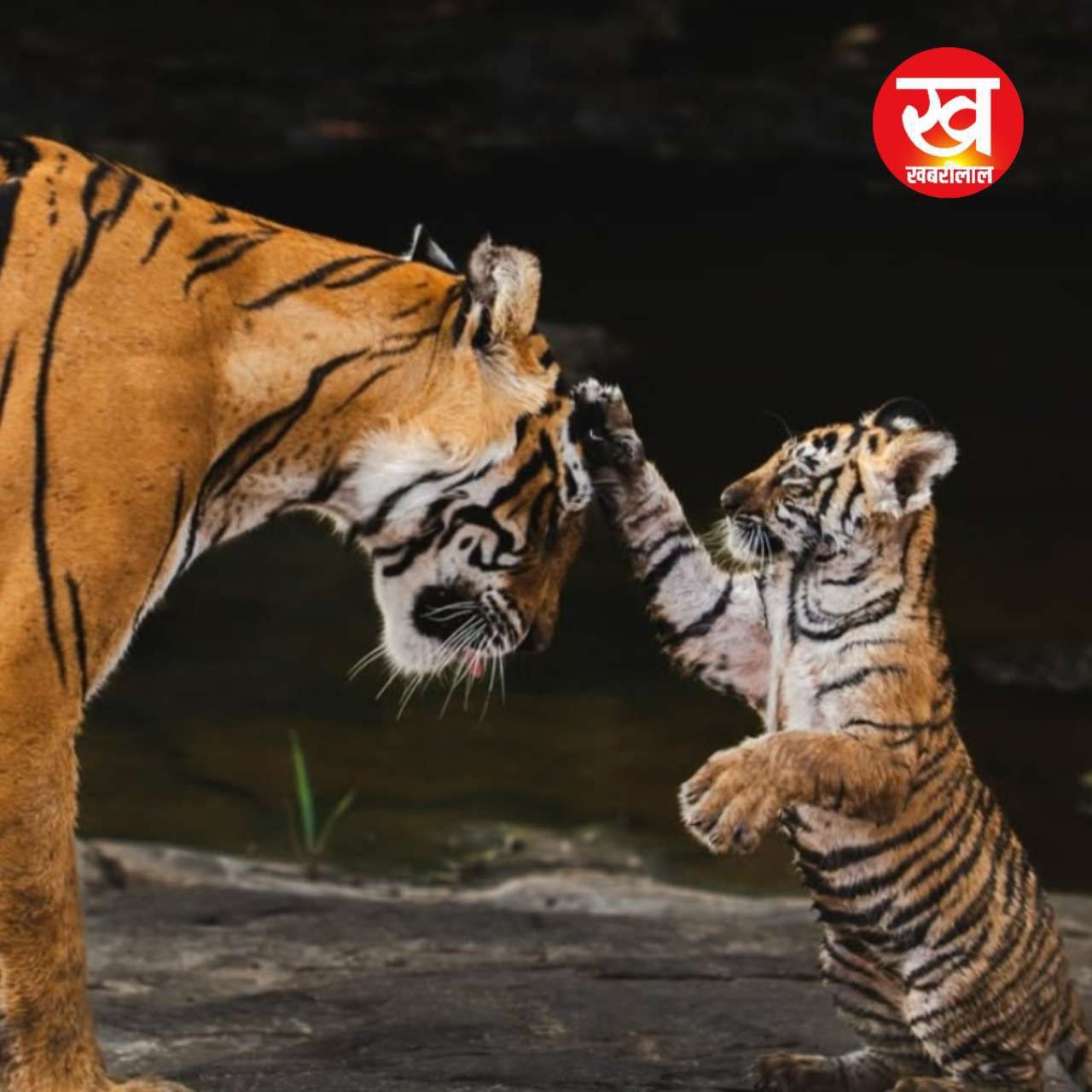 Ranthambore में मां-बेटे का अगाध प्रेम! वायरल बाघिन और शावक की कहानी पढ़ आश्चर्यचकित हो जाएगें आप