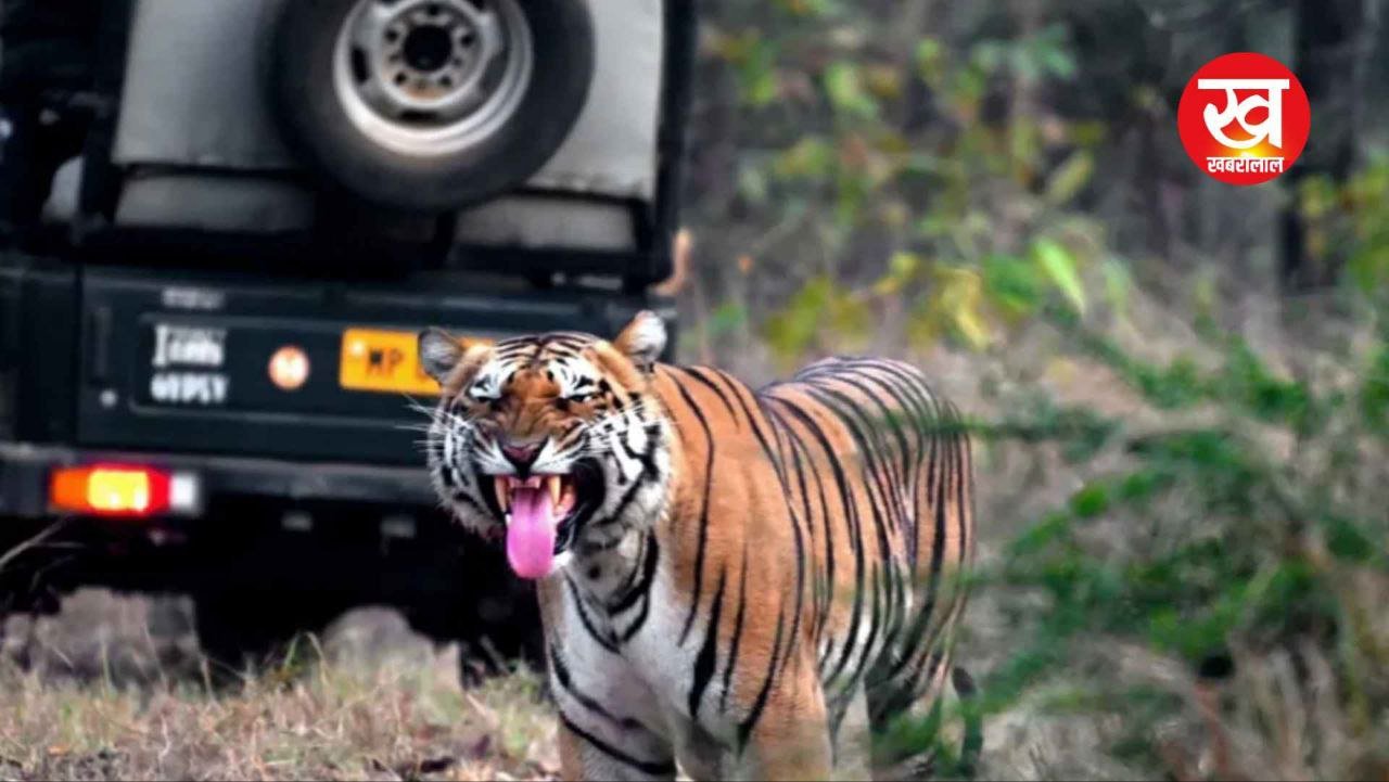 MP के Tiger Reserve के कोर क्षेत्रों में 1 जून से Tiger Safari बंद इन सभी बफर ज़ोन में होगी बाघों से मुलाक़ात