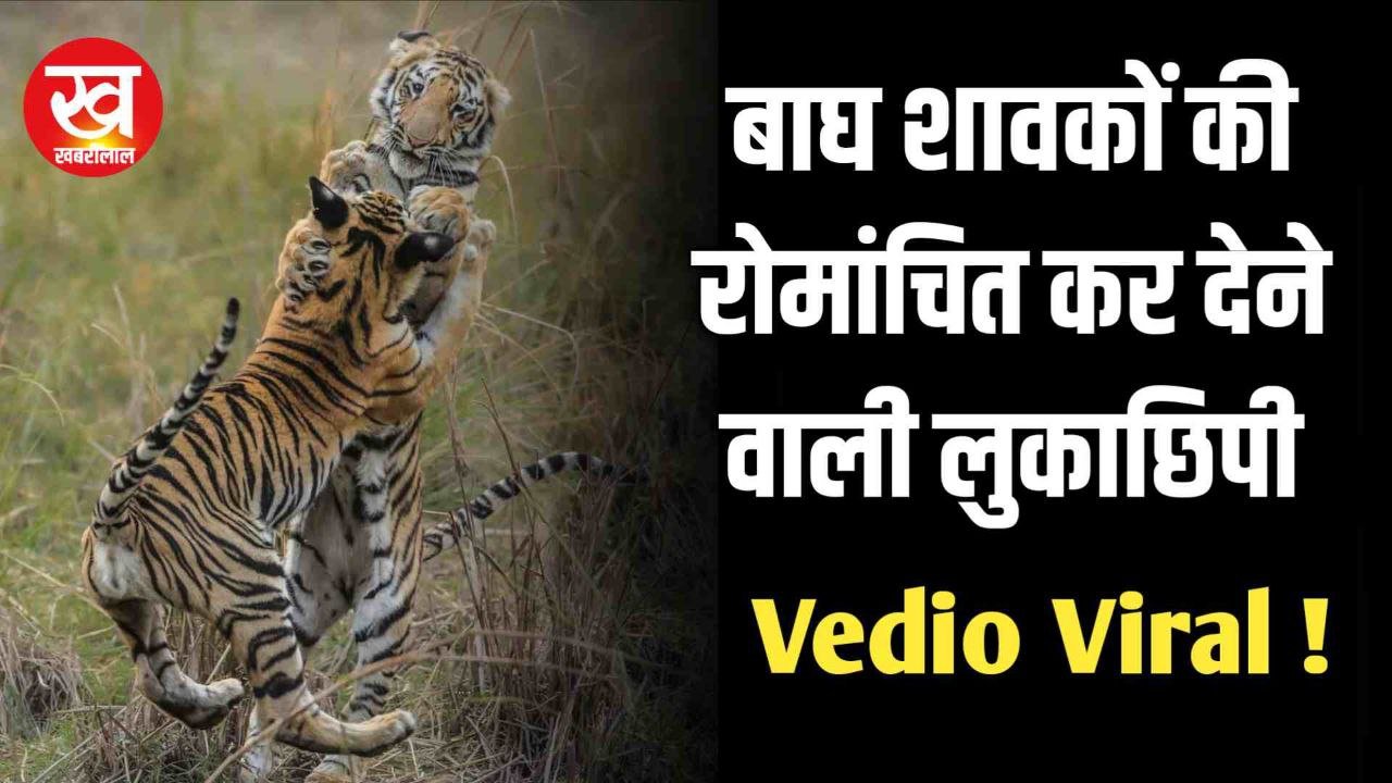 WildLife  News : बाघ शावकों की लुका छिपी का खेल आपको कर देगा रोमांचित 
