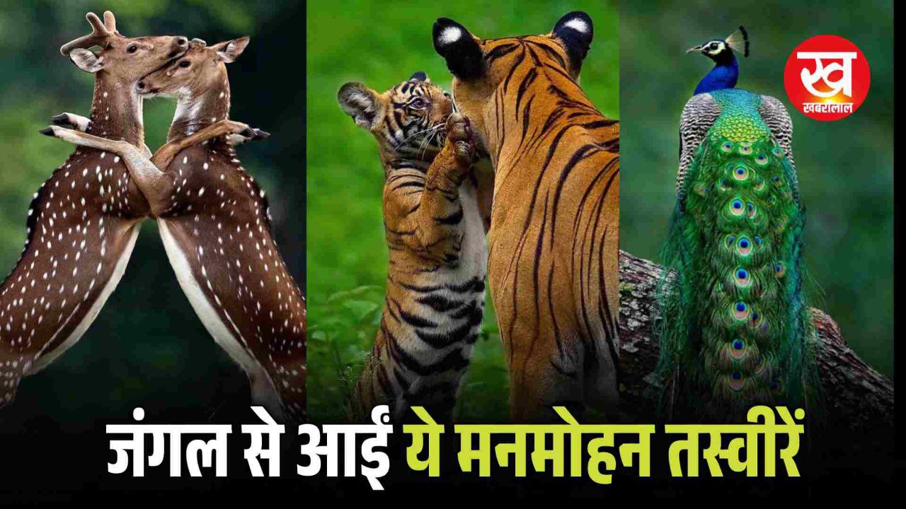 Kabini Tiger Reserve से मानसून सीजन की आई ये 06 मनमोहन तस्वीरें